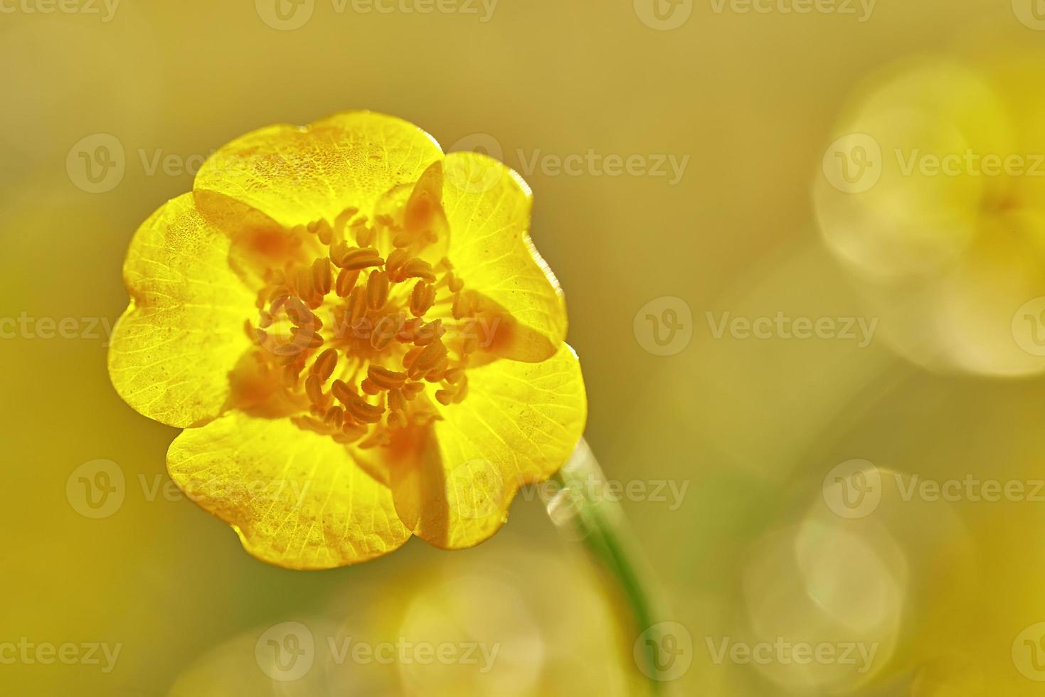 hermosa flor de botón de oro foto