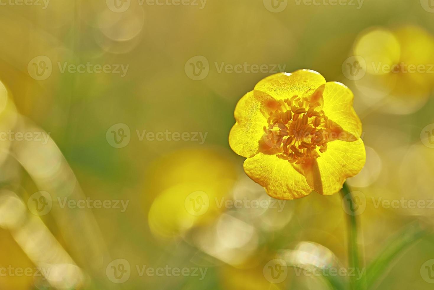 hermosa flor de botón de oro foto