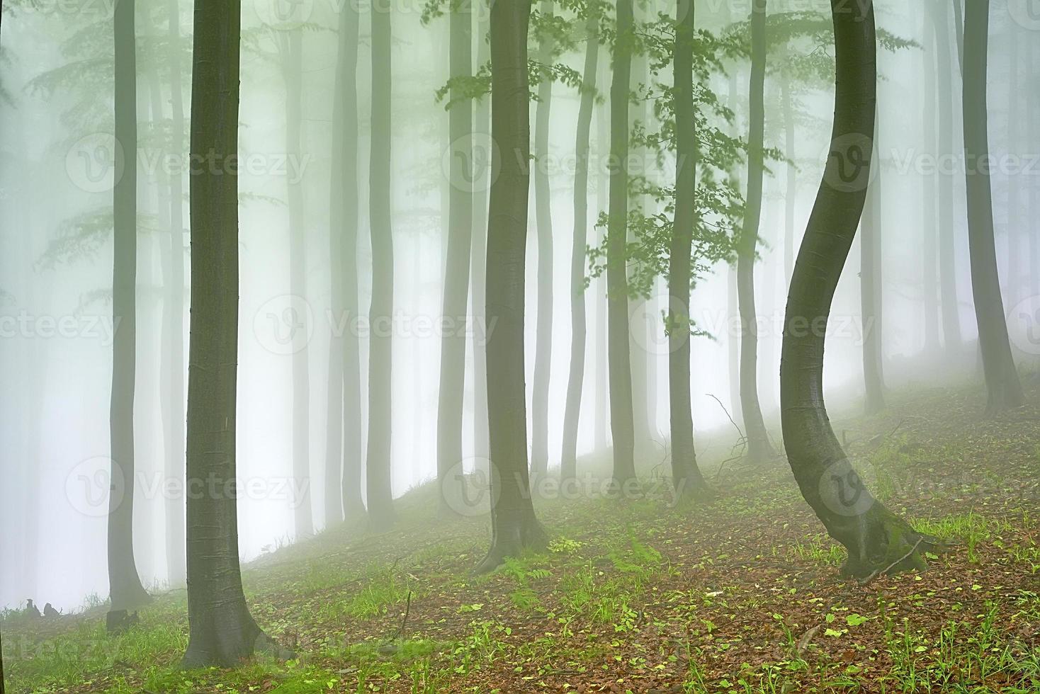 Beech forest and crooked tree photo