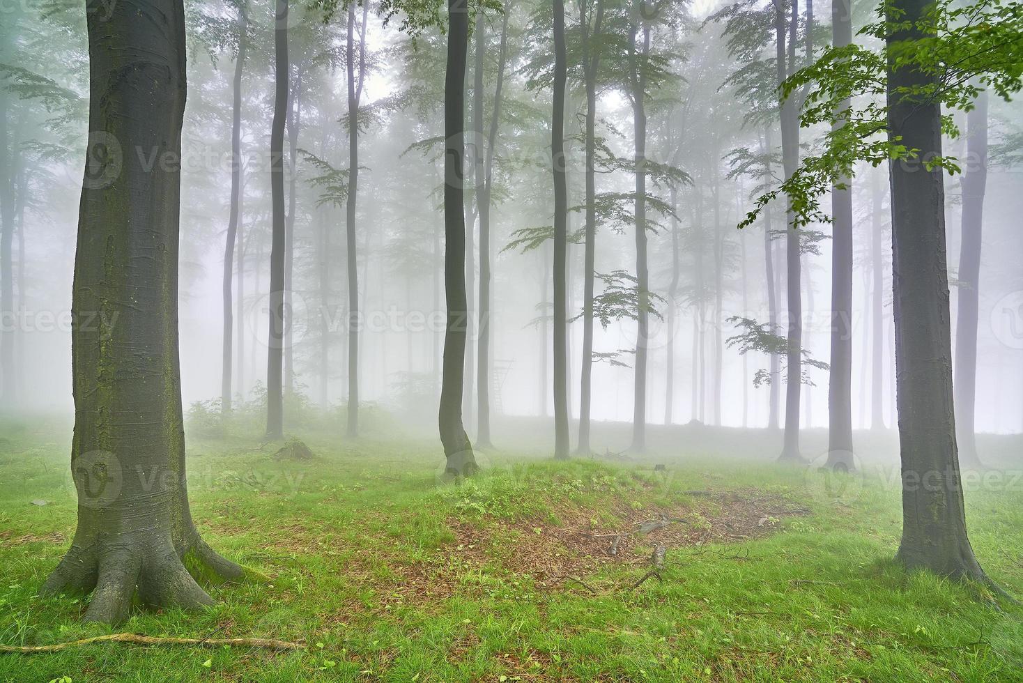 Beech forest and fog photo