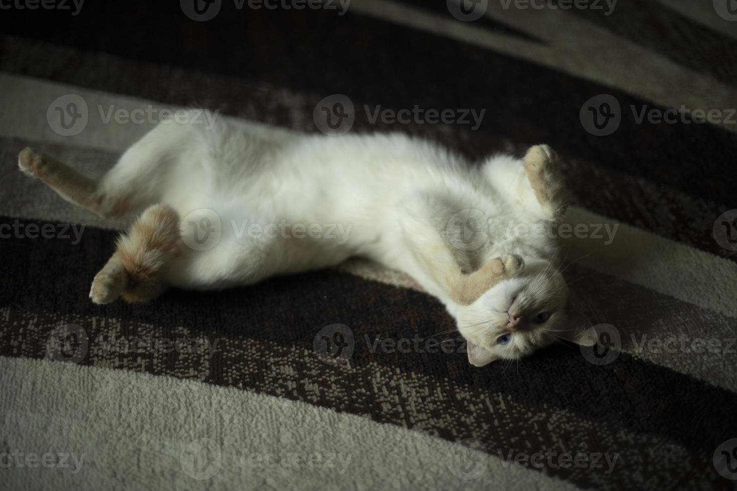 gato en la alfombra. gato en casa. caricias de mascotas en el suelo. el animal está en casa. foto