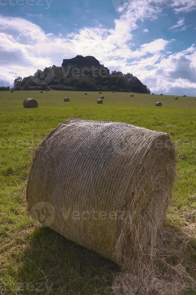 Silage and grass photo