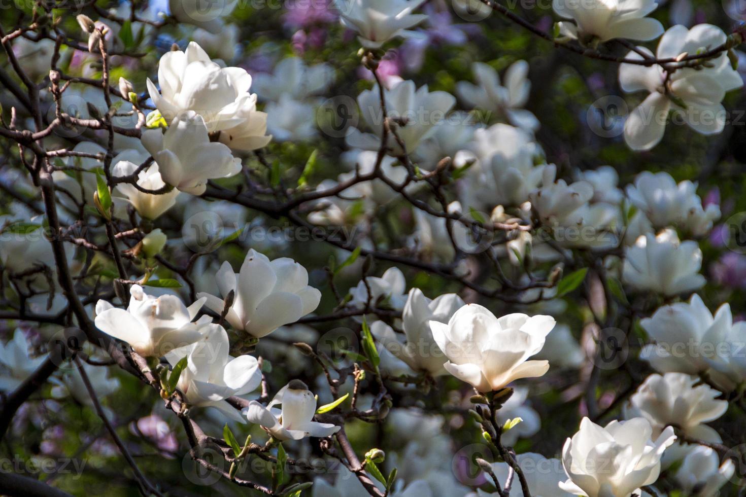 Blossoming of magnolia flowers in spring time photo