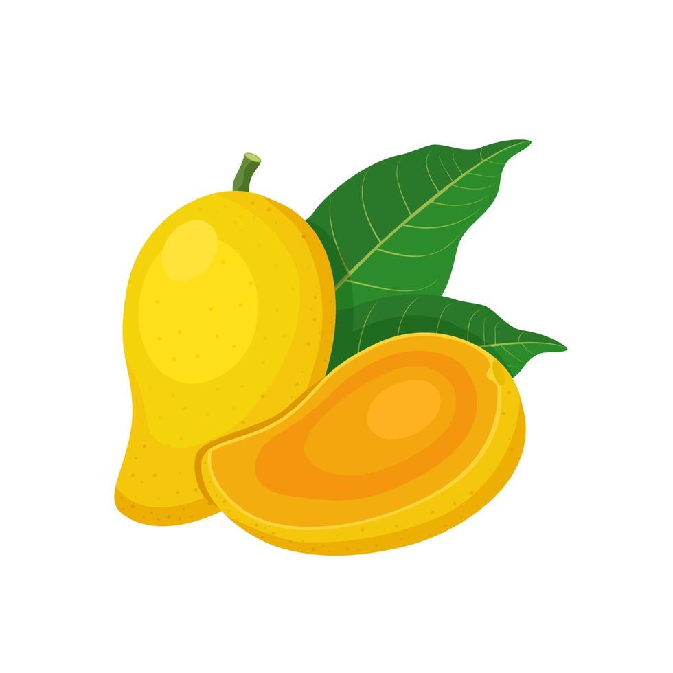 Vector illustration, ripe mango fruit with slices, isolated on white background.