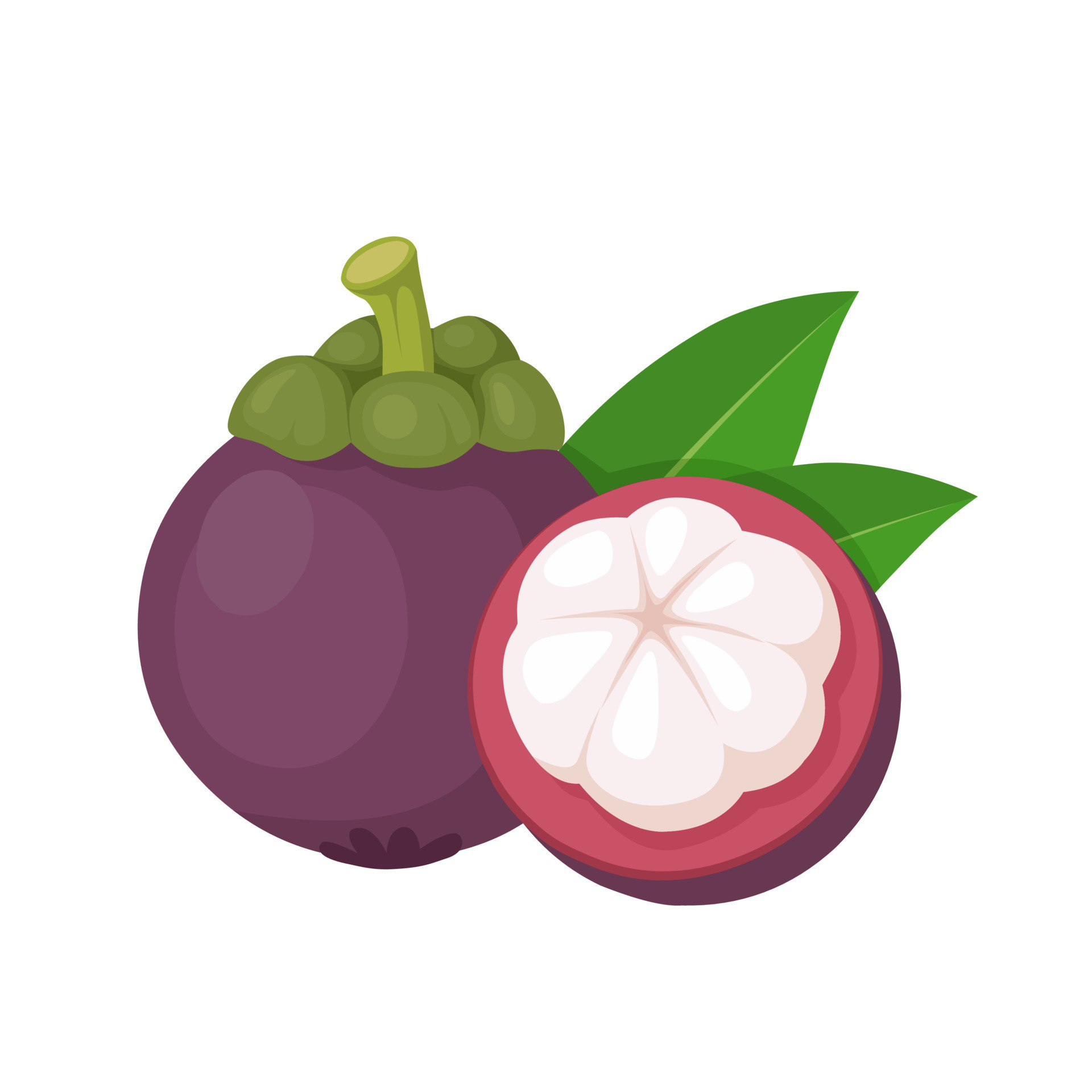 Vector illustration, mangosteen fruit, with green leaves, exotic fruit