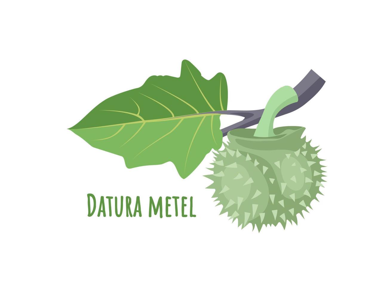 ilustración vectorial, metel fruit nombre científico datura metel, planta herbaria, aislada en fondo blanco. vector