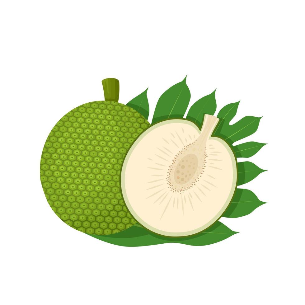 Vector illustration of breadfruit, whole and half, with green leaves, isolated on white background.