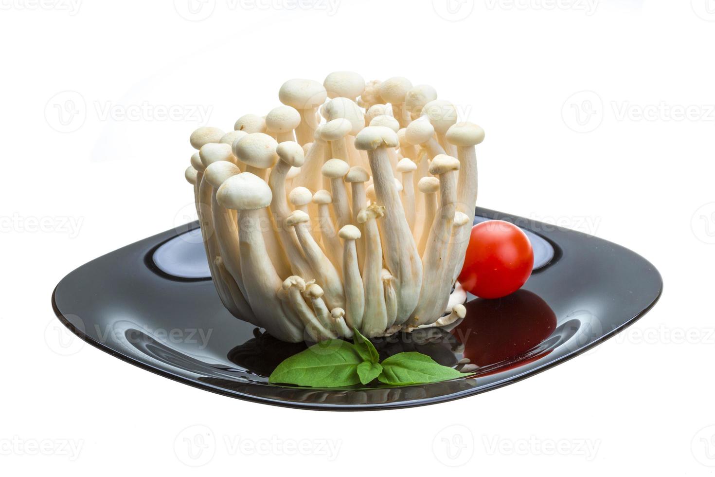 Japan mushroom Shimeji photo