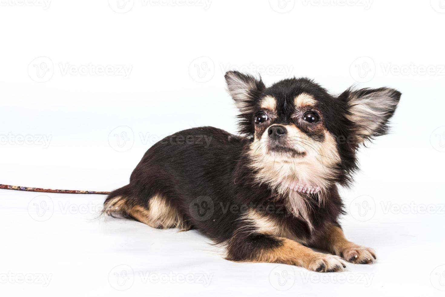 Funny puppy Chihuahua poses on a white background photo