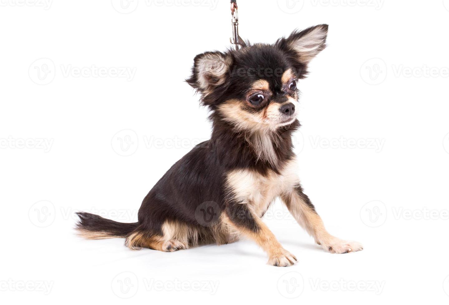 Funny puppy Chihuahua poses on a white background photo