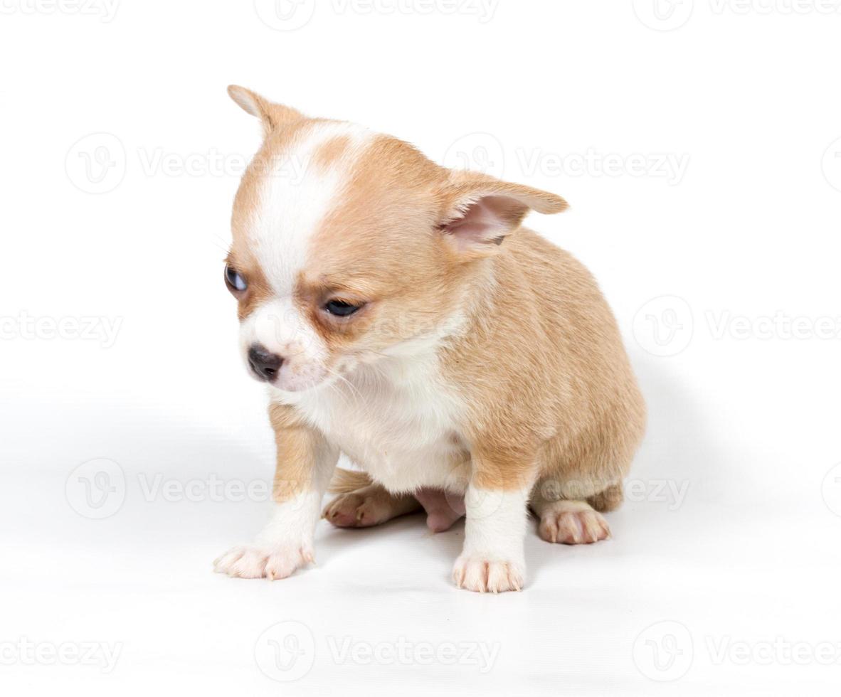 Chihuahua puppy in front of white background photo