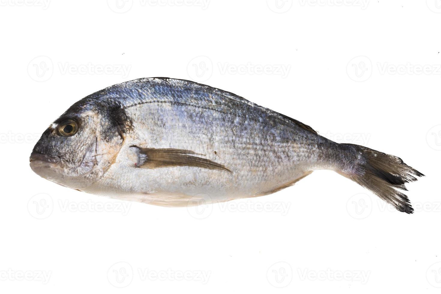 Fresh raw dorada photo