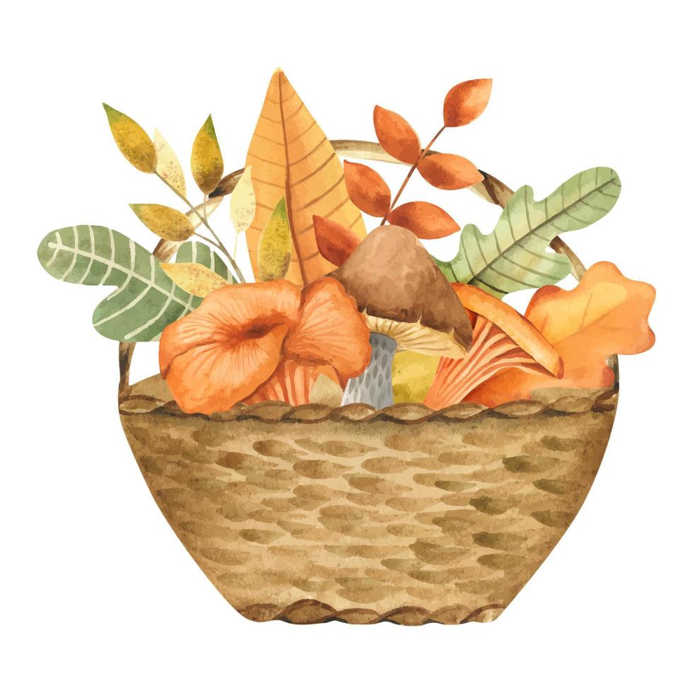 Wicker Basket with edible chanterelles mushrooms. Watercolor hand drawn illustration isolated on white background. Set of edible wild forest mushrooms. Watercolor sublimation for the autumn design vector