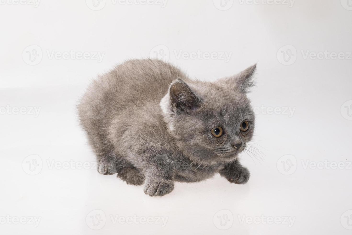 Scottish fold cat photo