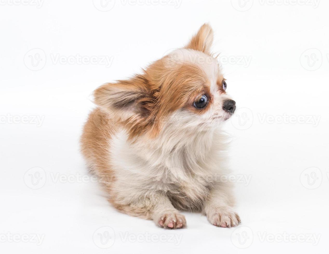 Funny puppy Chihuahua poses on a white background photo