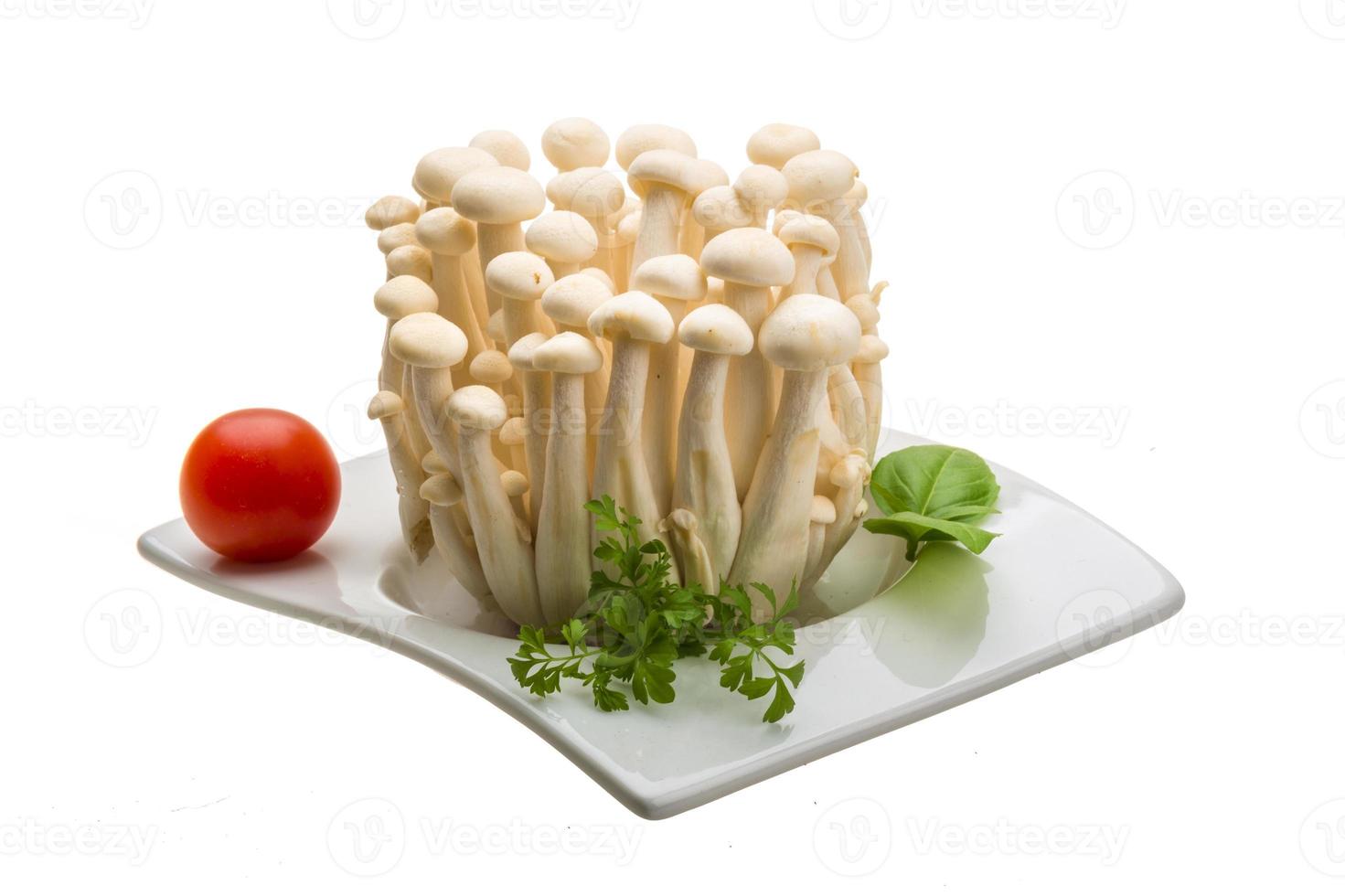 Japan mushroom Shimeji photo