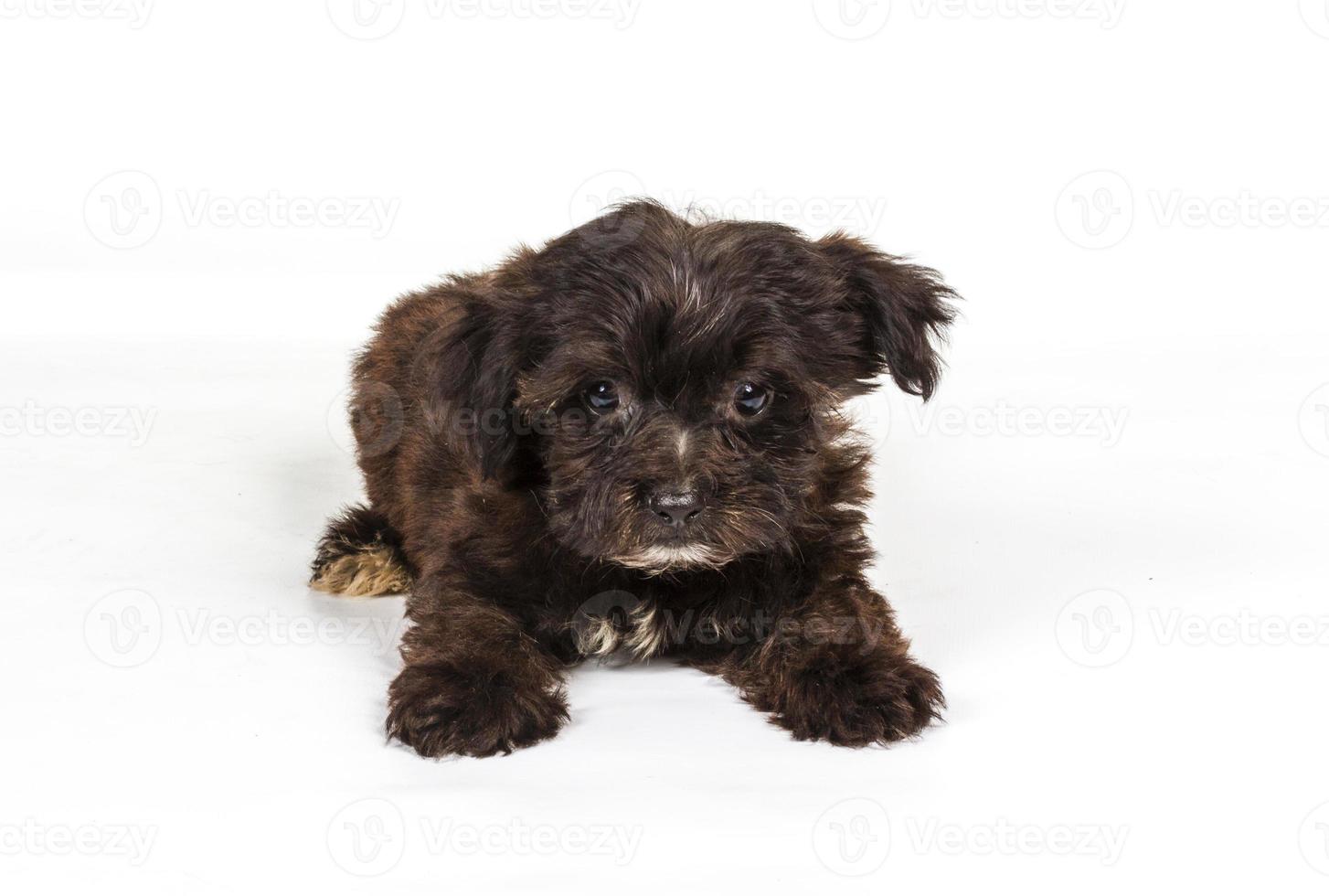 Puppy yorkshire terrier on the white background photo