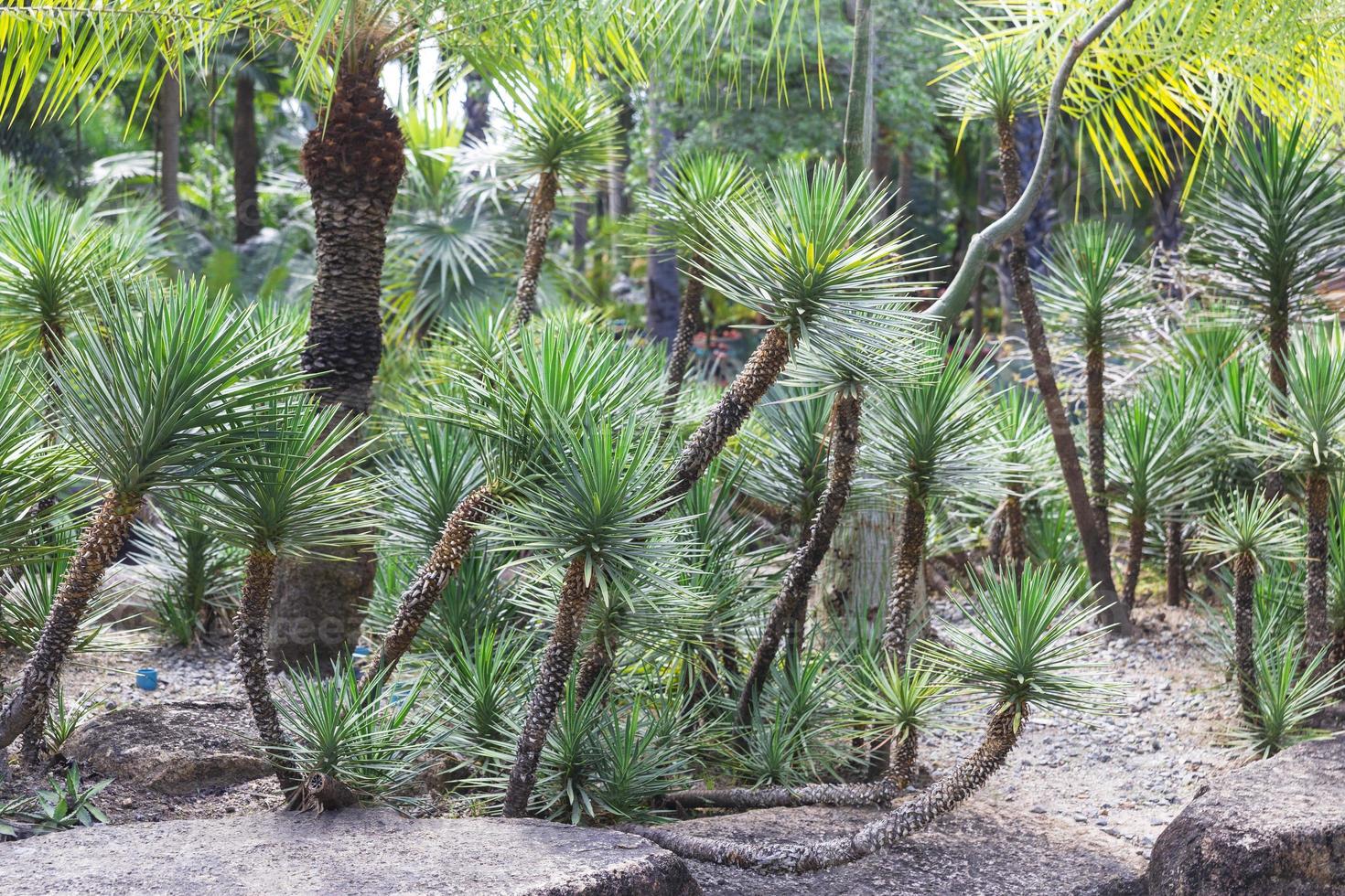 Nong Nooch tropical garden photo