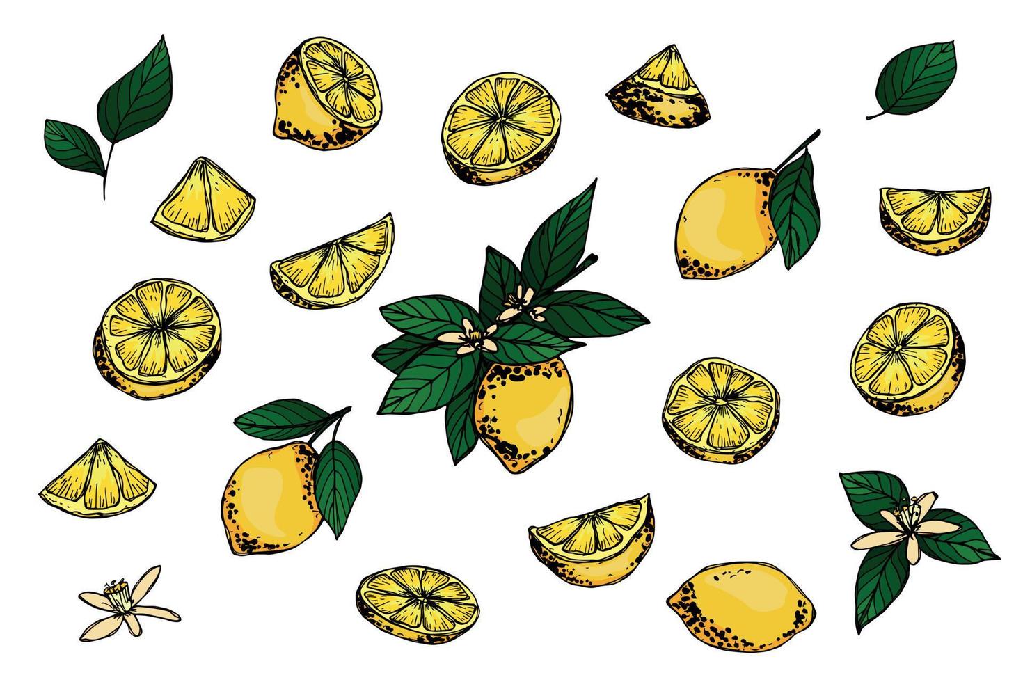 clipart vectorial de limón. conjunto de cítricos dibujados a mano. ilustración de frutas para impresión, web, diseño, decoración vector