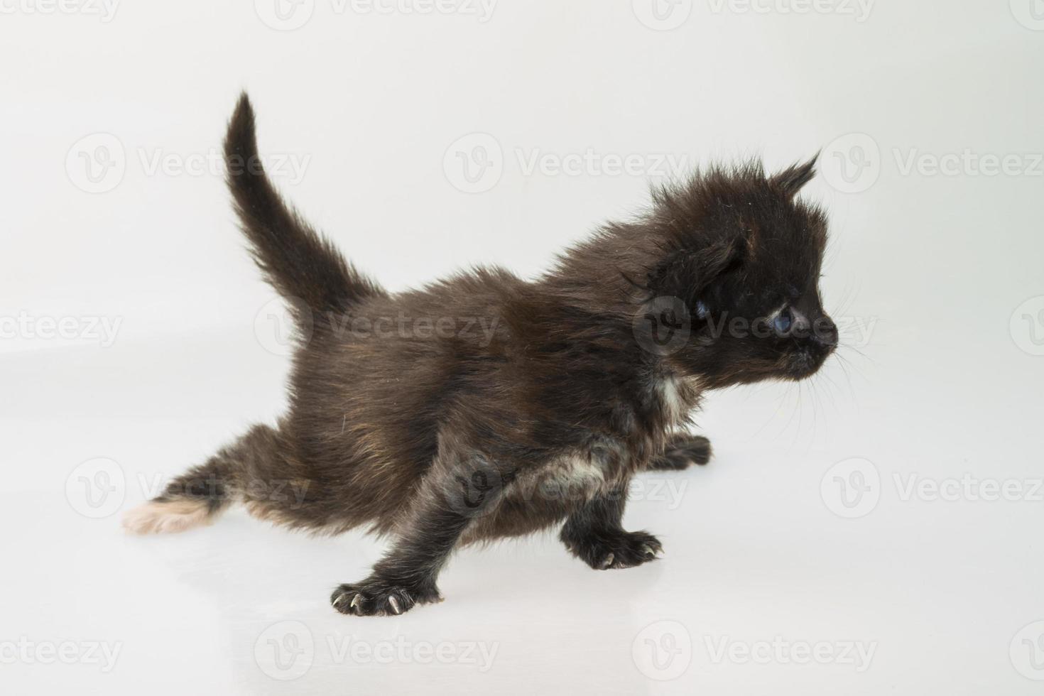Maine Coon Cat photo