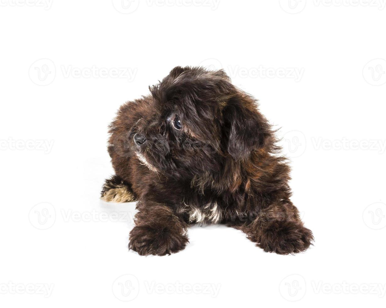 Puppy yorkshire terrier on the white background photo