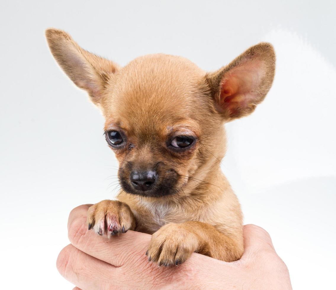 expressive portrait Chihuahua puppy photo