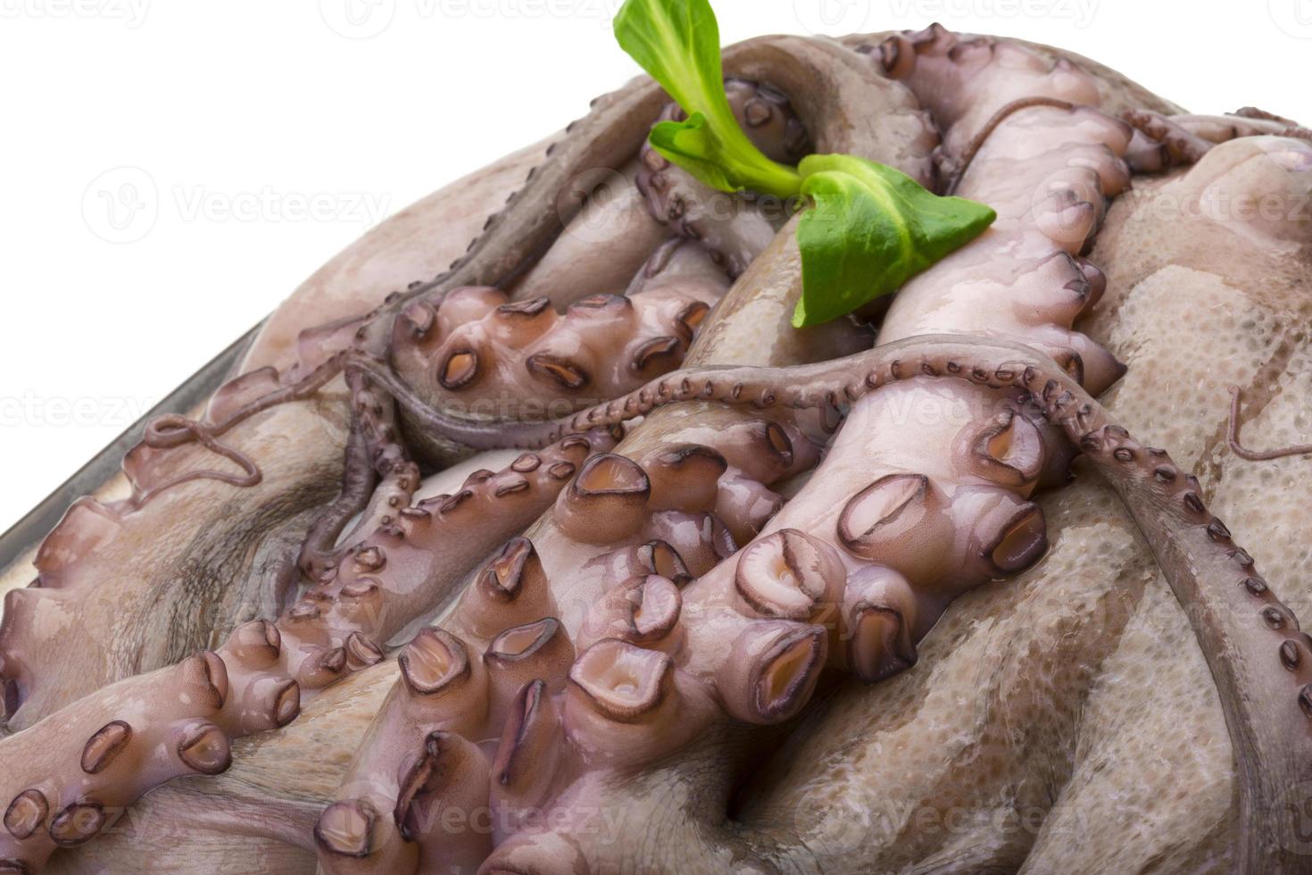 Raw large octopus photo
