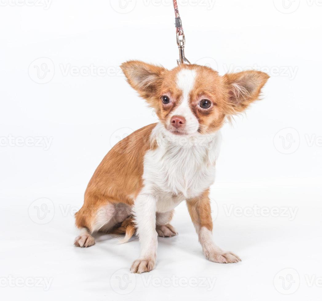 Funny puppy Chihuahua poses on a white background photo