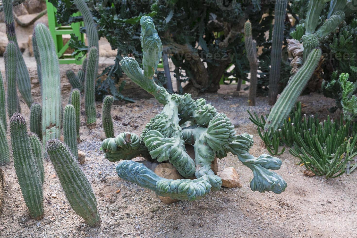 Nong Nooch tropical garden photo