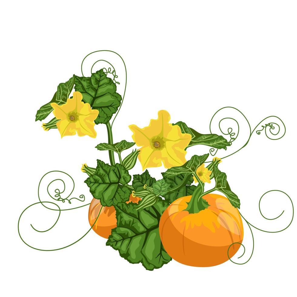 Vector image of a pumpkin in the process of growth. Cartoon style. Concept. Isolated on white background. EPS 10