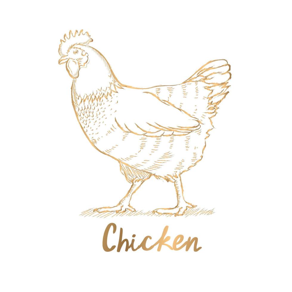 vector golden hen line drawing on white background
