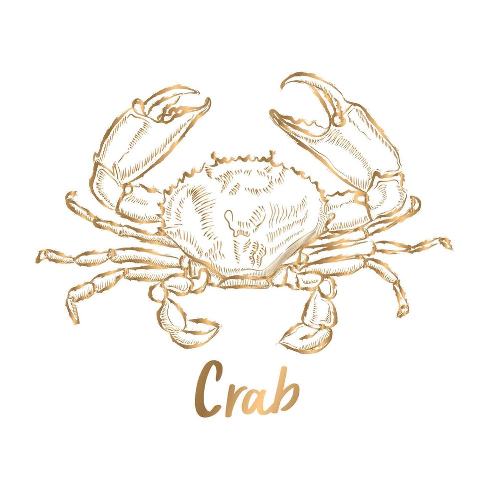 Line Drawing Vector golden crab on a white background