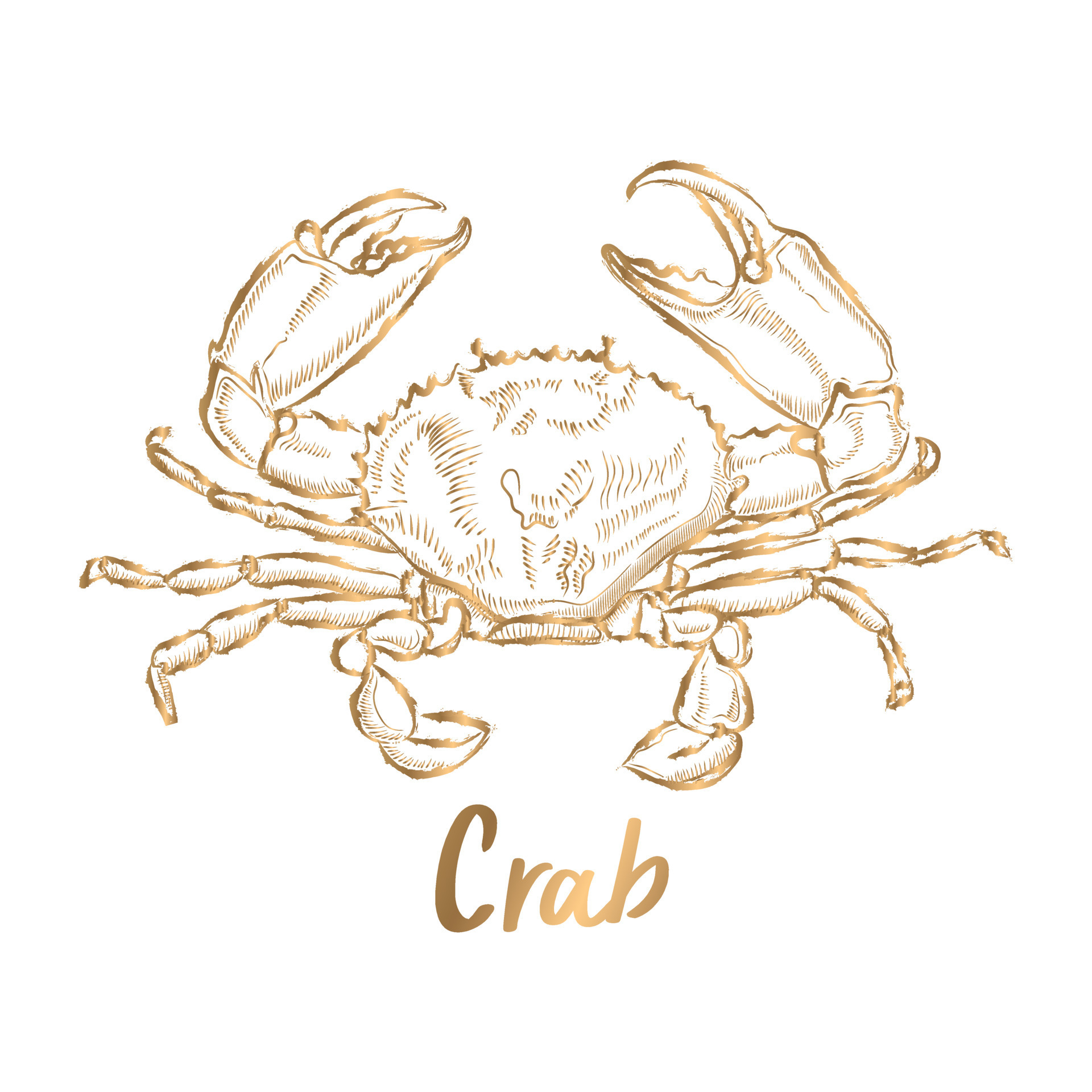 Line Drawing Vector golden crab on a white background 12284590 Vector