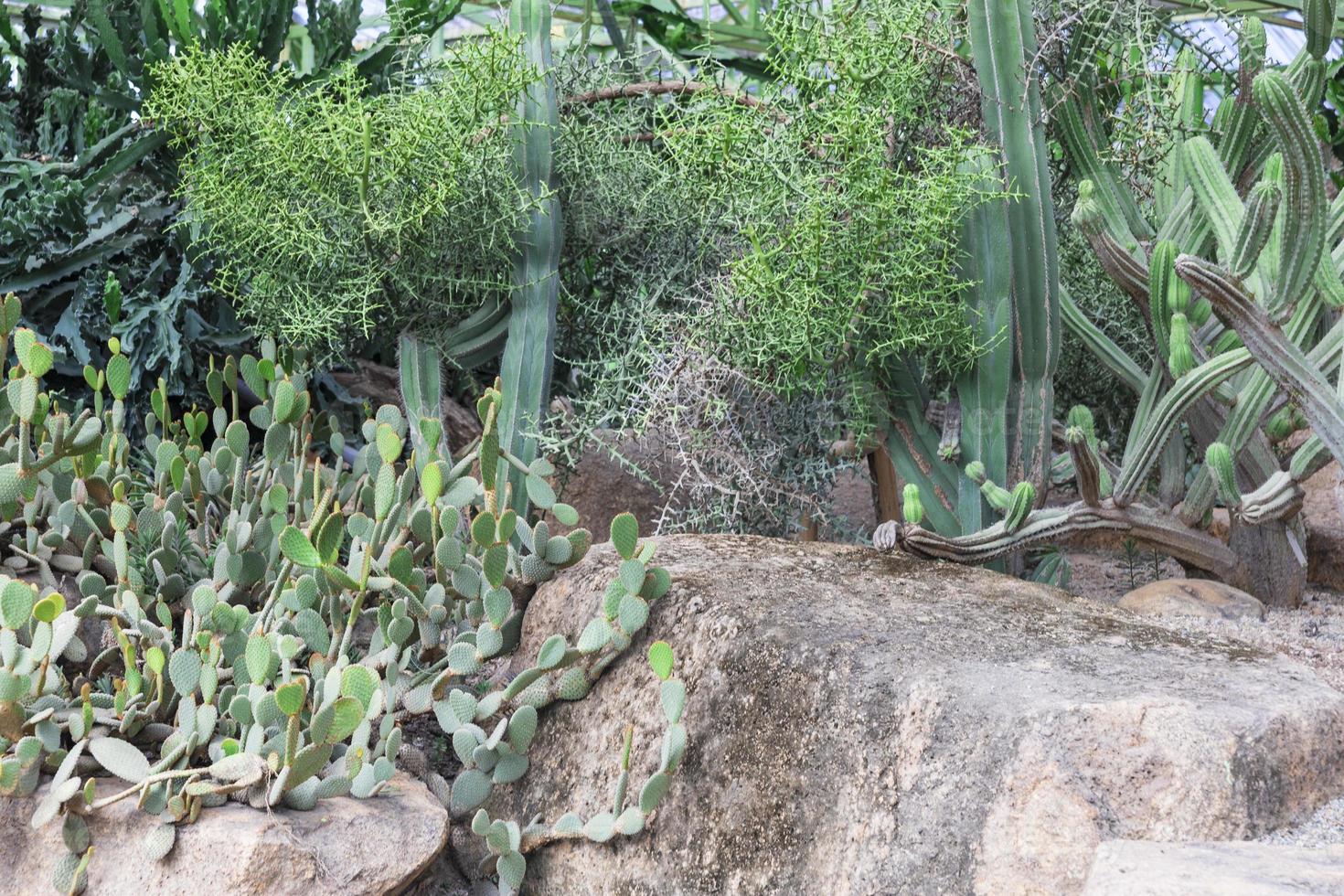 Nong Nooch tropical garden photo