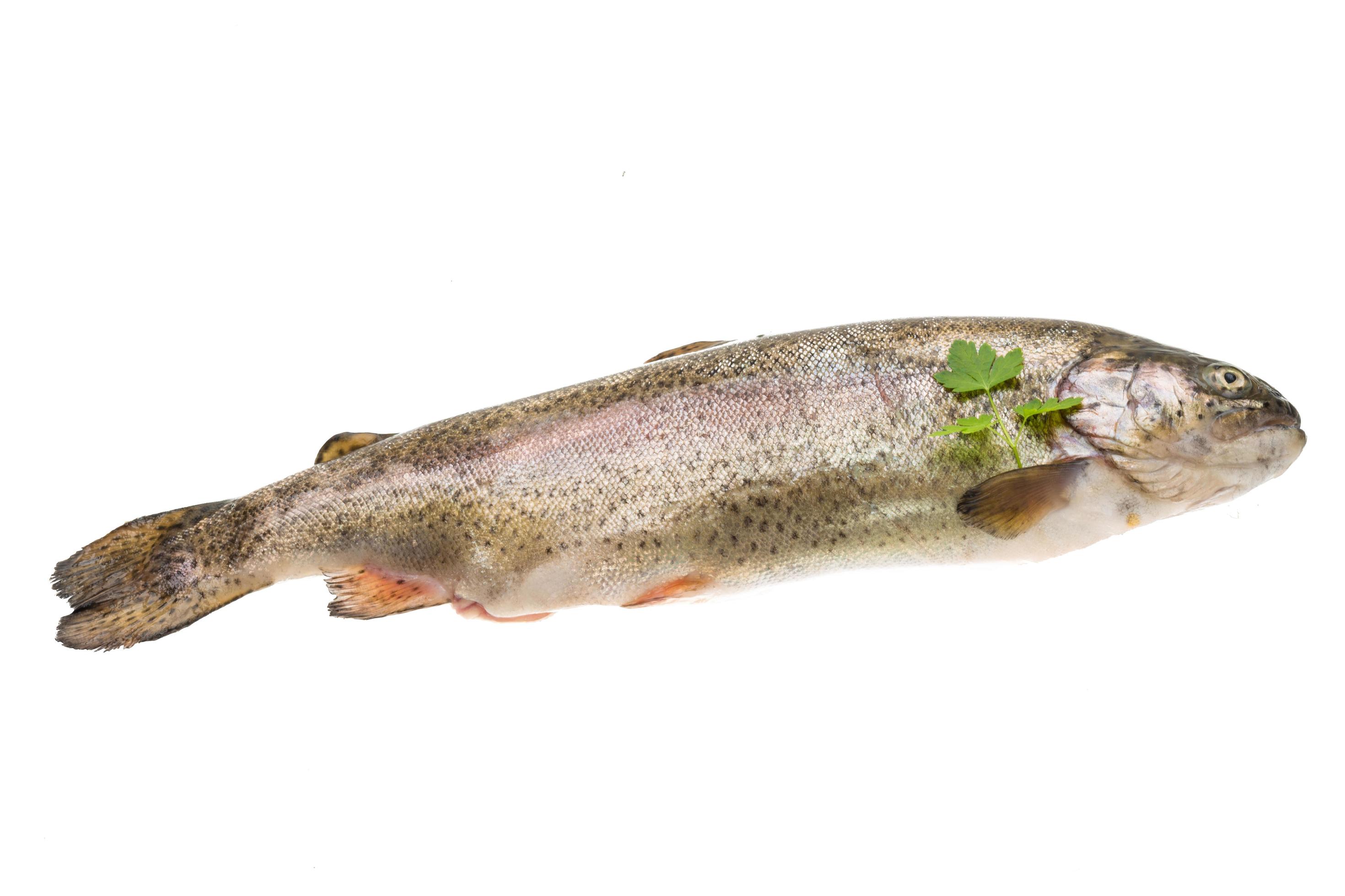 Fresh raw rainbow trout 12284917 Stock Photo at Vecteezy