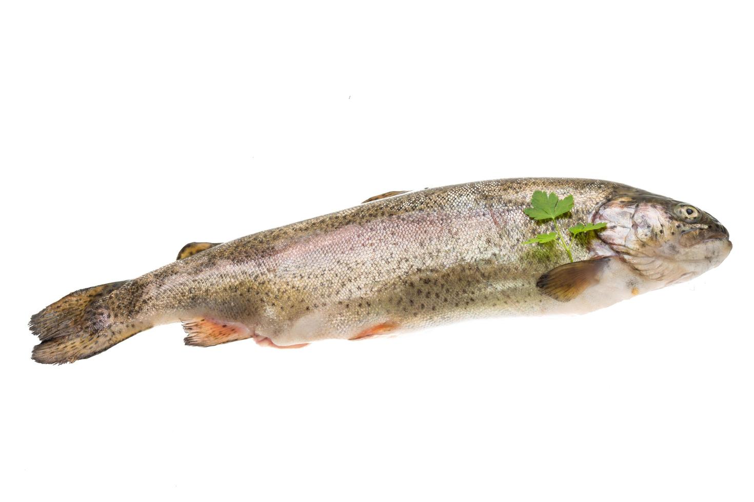 Fresh raw rainbow trout photo