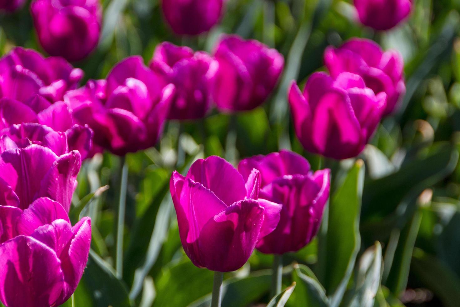 tulips in spring sun photo