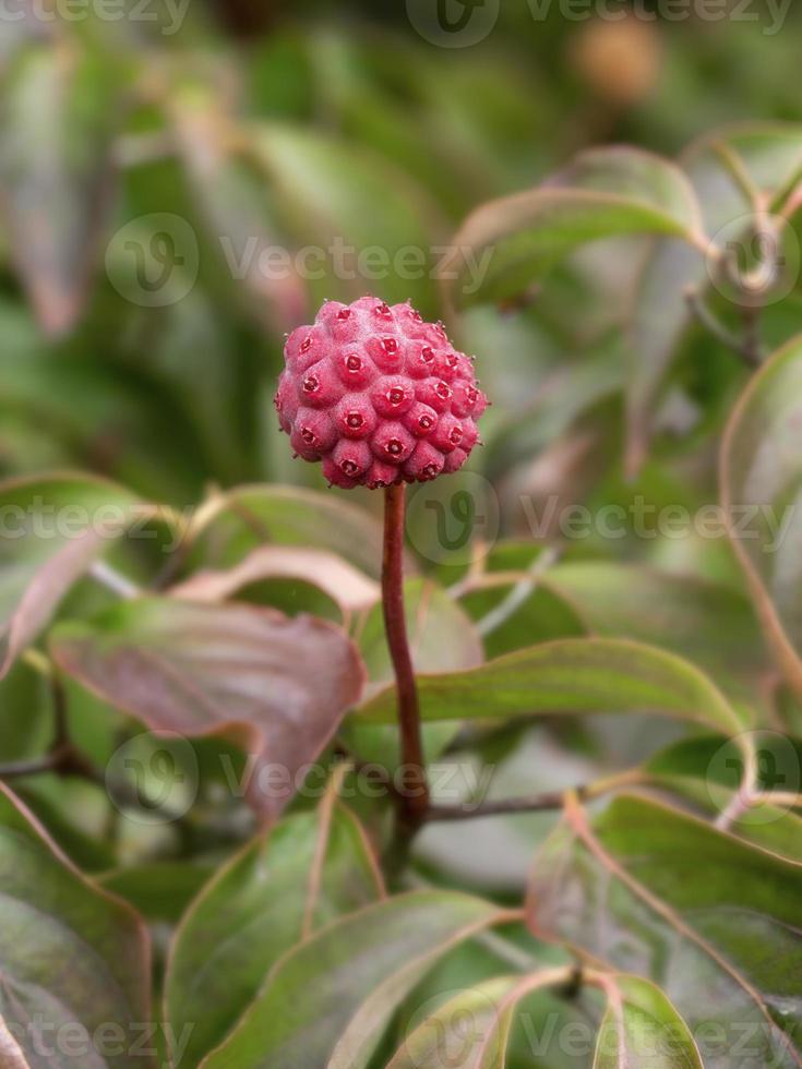 Seed pod on a Cornus kousa dogwood tree photo