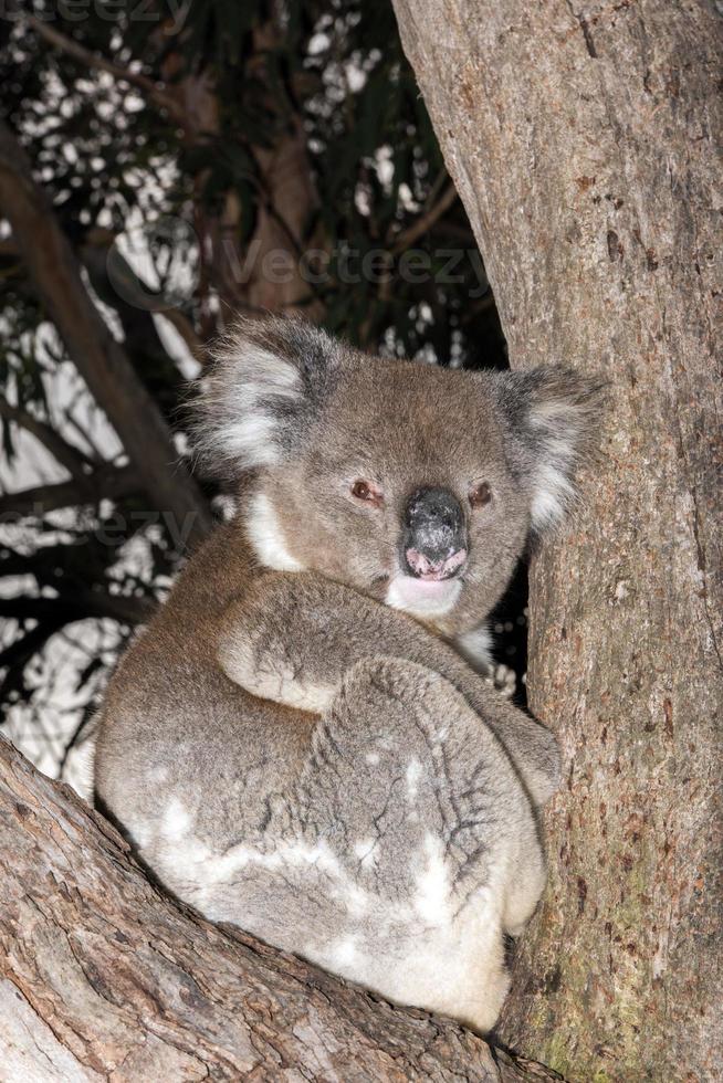 koala salvaje en un árbol mientras te mira foto