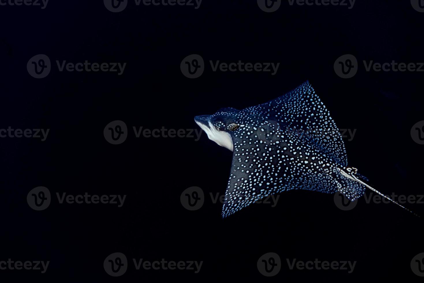 eagle ray manta while diving in Maldives photo