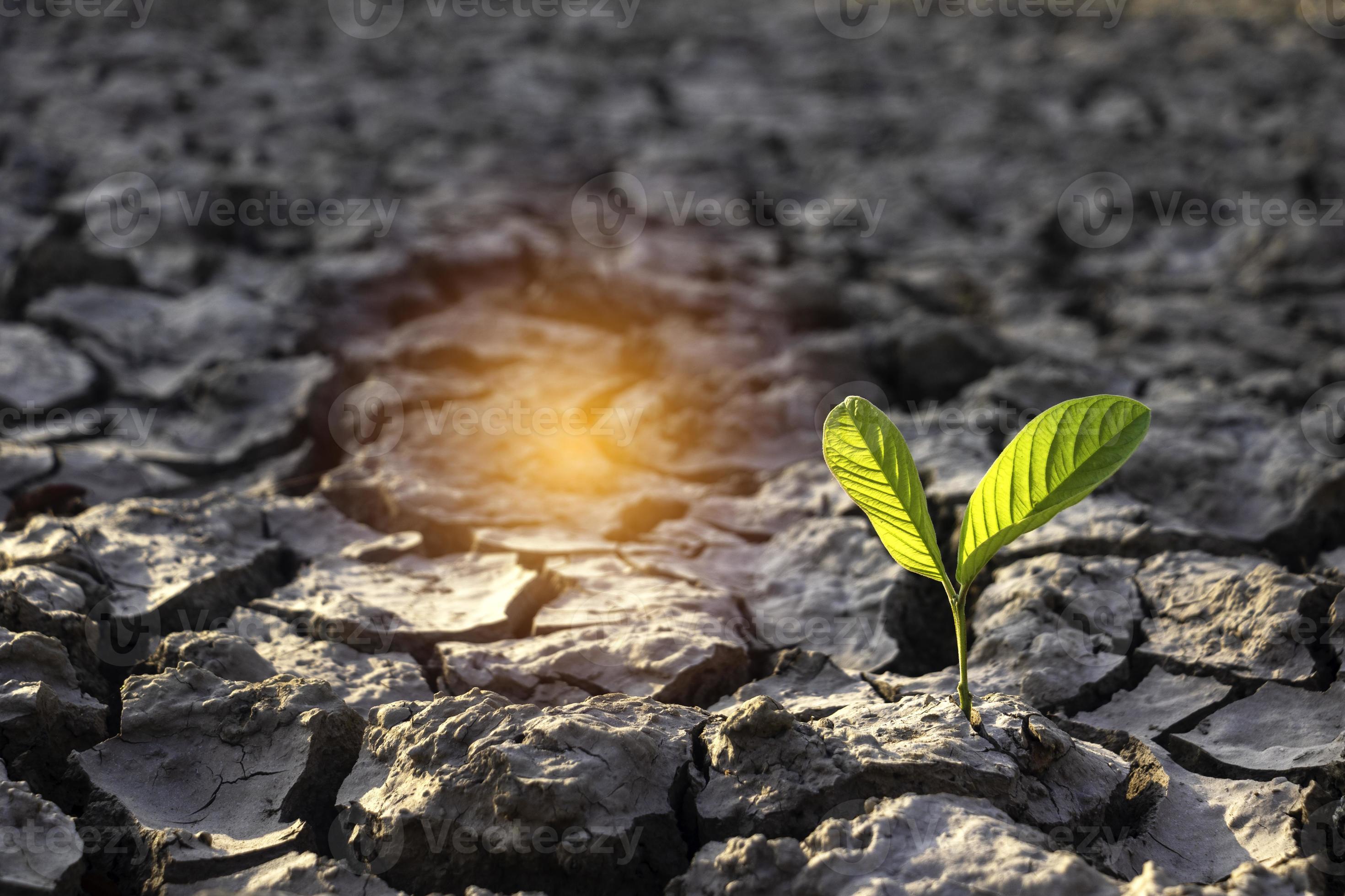 Close up young plant growing up on desolate land.New life concept.Small