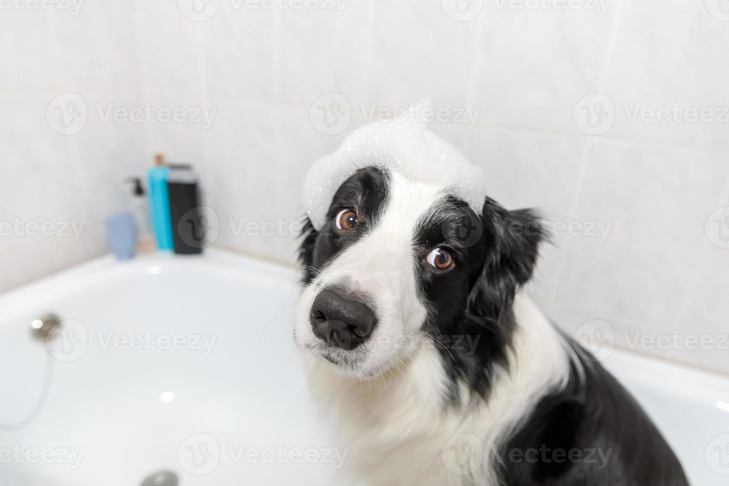 Funny indoor portrait of puppy dog border collie sitting in bath gets bubble bath showering with shampoo. Cute little dog wet in bathtub in grooming salon. Clean dog with funny foam soap on head. photo