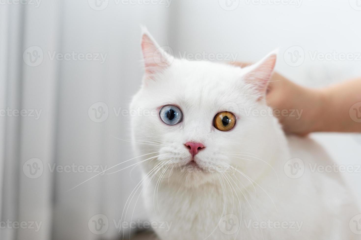 lovely white cat image with two color eyes at home photo