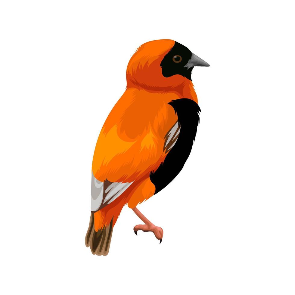 Southern Red Bishop bird vector