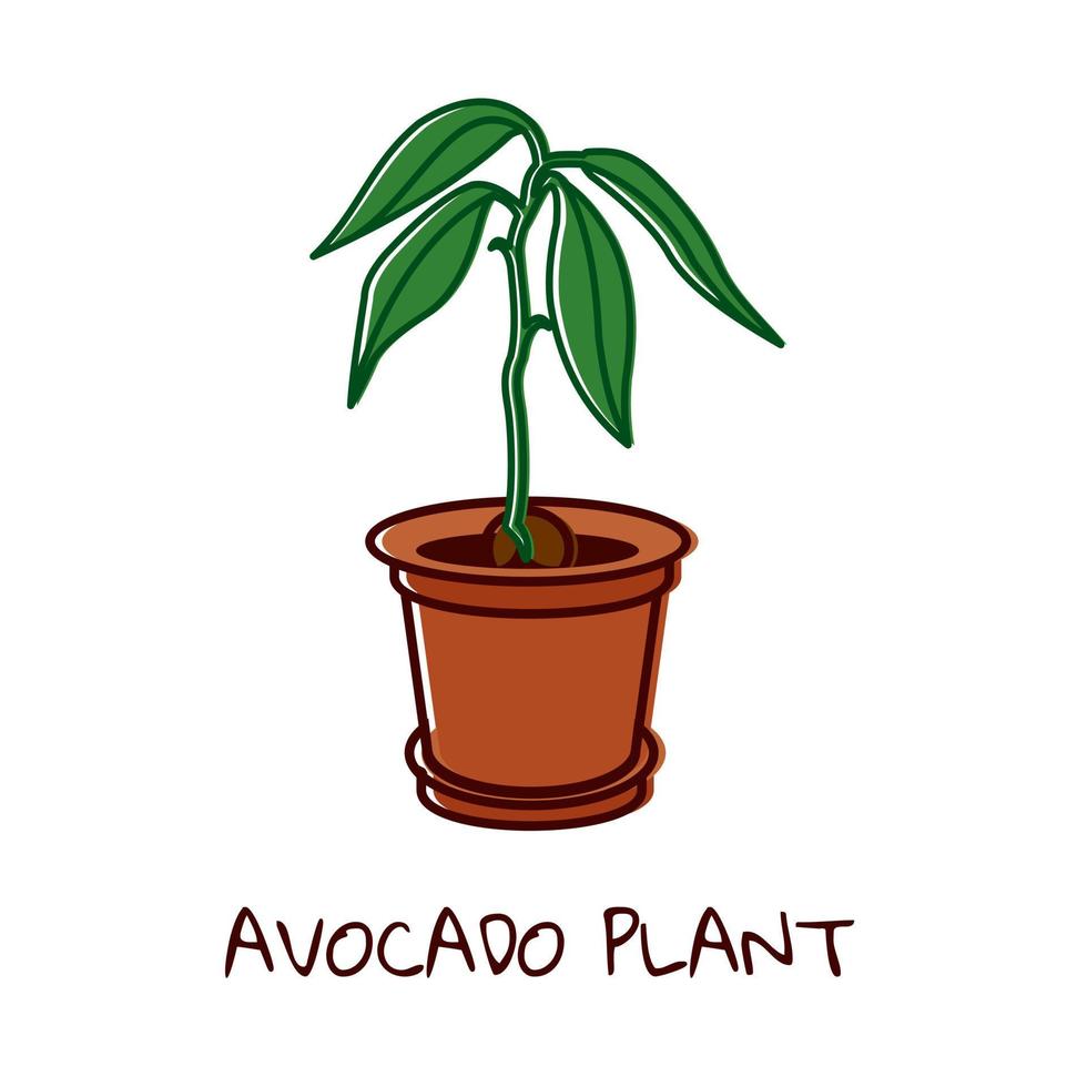 Vector illustration of an avocado plant grown from a seed. Avocado in a pot with leaves.