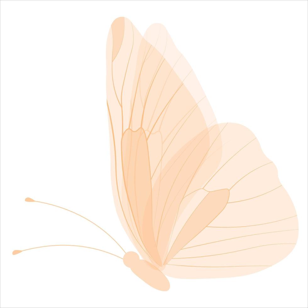 Butterfly, delicate fragile wings. Vector stock illustration. Patterned wings, a summer meadow insect. Isolated on a white background.