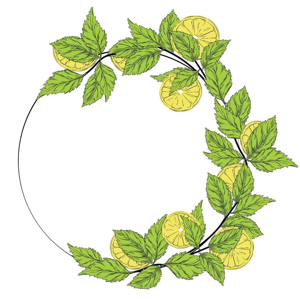 Lemon and mint wreath vector stock illustration. A vignette flowers. Template for an invitation card. A circle of fresh herbs and leaves.  Isolated on a white background.