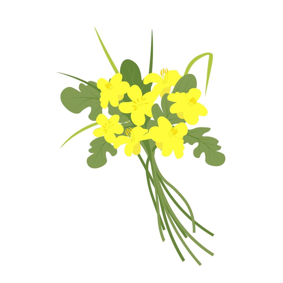 Ilustración de stock de vector de colza. flor amarilla de cultivo de campo. Aislado en un fondo blanco. primavera. planta medicinal, biocombustible.