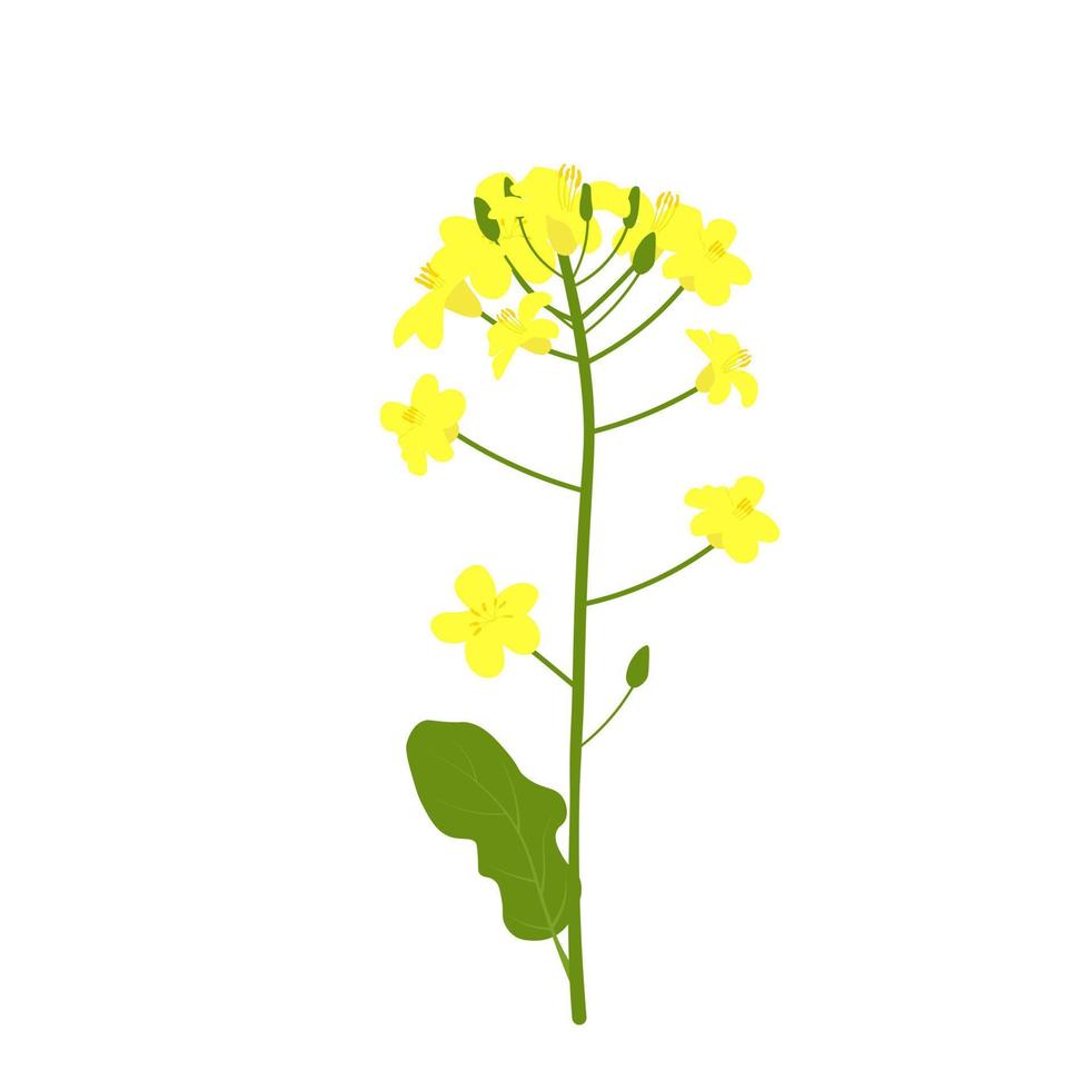 Rapeseed vector stock illustration. Yellow flower of field culture. Isolated on a white background. Spring. Medicinal plant, biofuel.