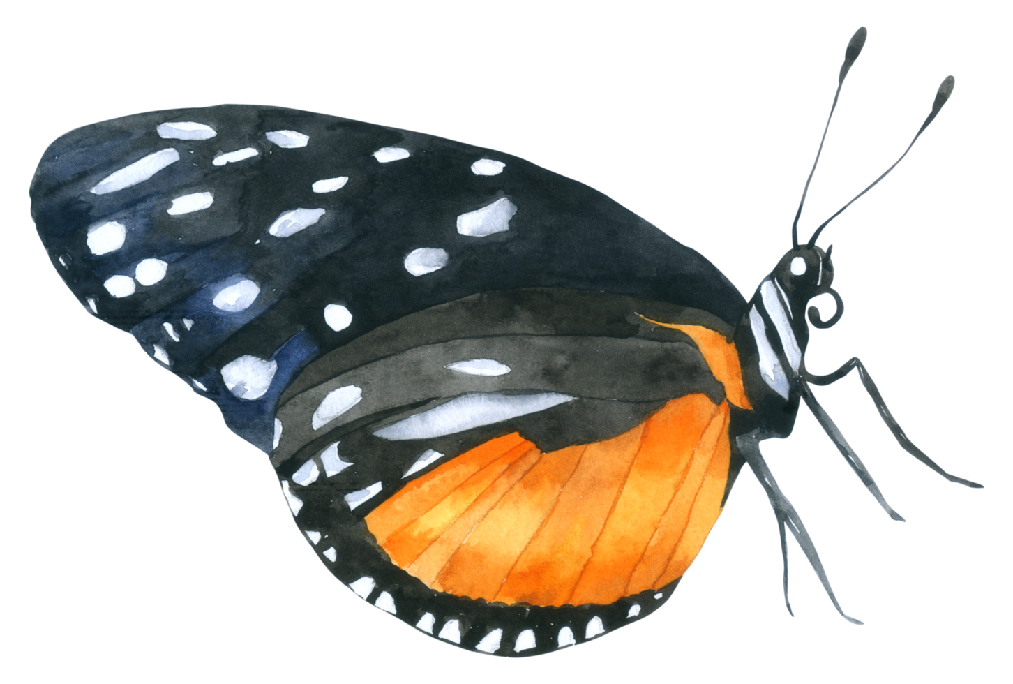 Schmetterling Aquarell Handfarbe png